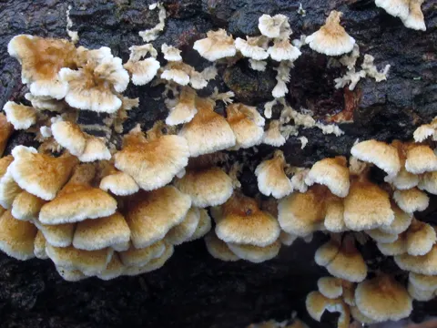 Wrinkled Crust Fungus