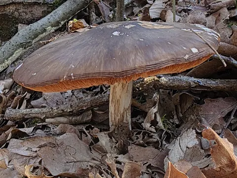 Deer Mushroom