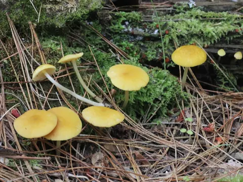 Zimtfarbiger Dachpilz (Pluteus chrysophaeus)
