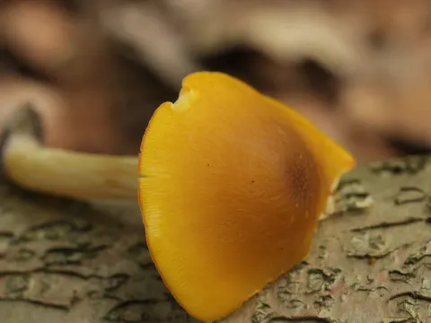 Löwengelber Dachpilz (Pluteus leoninus)