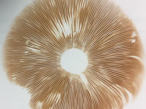 Seidiger Dachpilz (Pluteus petasatus)