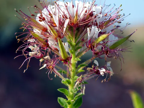 Polanisia dodecandra