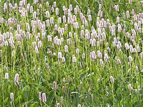 Wiesen-Knöterich (Polygonum bistorta)
