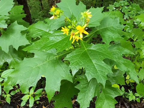 Polymnia uvedalia (Polymnia uvedalia)