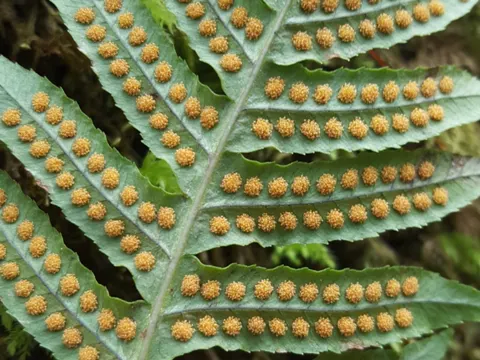 Süßholzfarn (Polypodium glycyrrhiza)