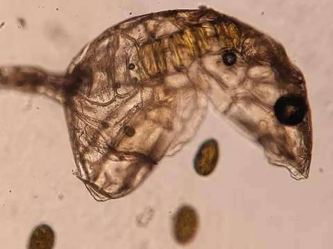 Intermediate Polypody (Polypodium interjectum)