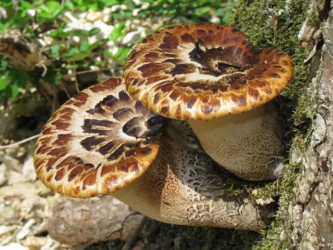 Dryad's Saddle (Polyporus squamosus)