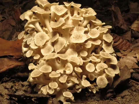 Ästiger Porling (Polyporus umbellatus)