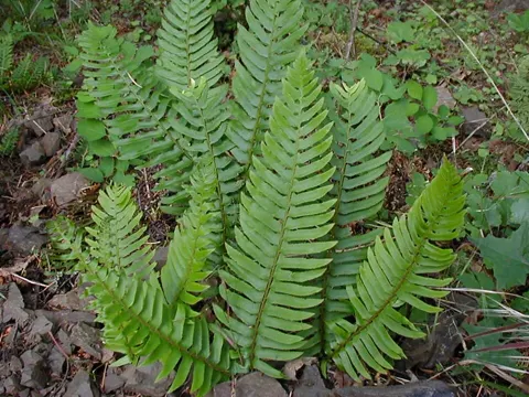 Schwertfarn