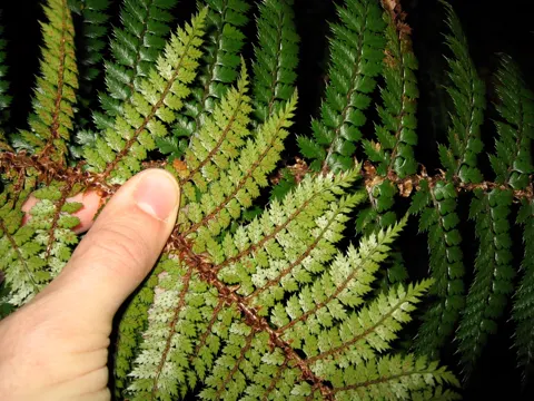 Polystichum vestitum (Polystichum vestitum)