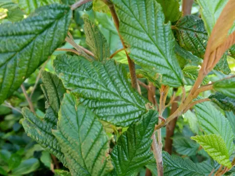 Pomaderris aspera (Pomaderris aspera)