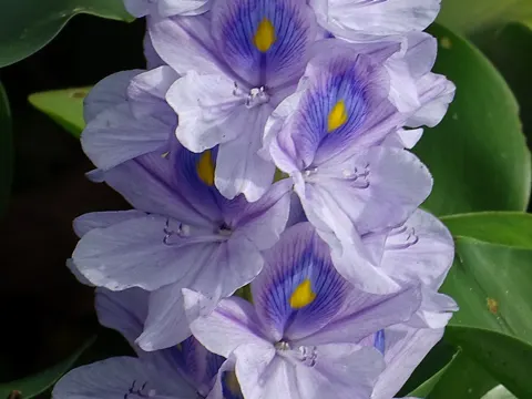 Wasserhyazinthe