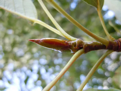 Schmalblatt-Pappel (Populus angustifolia)