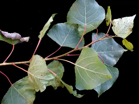 Schwarz-Pappel (Populus nigra)