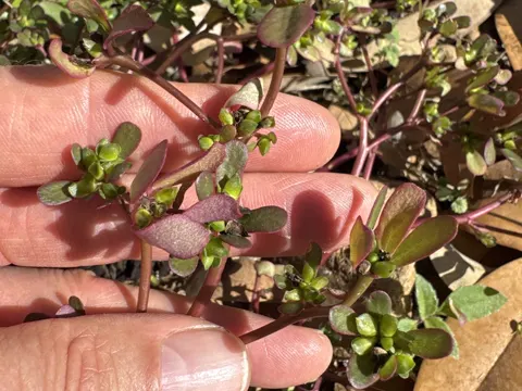 Purslane