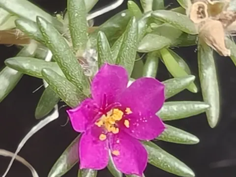 Kiss-me-quick (Portulaca pilosa)