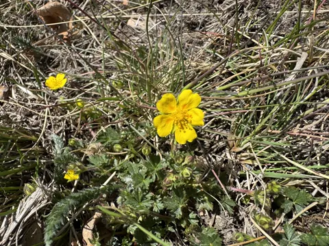 Blutrot-Fingerkraut (Potentilla crantzii)