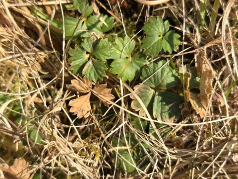 Aufrechtes Fingerkraut