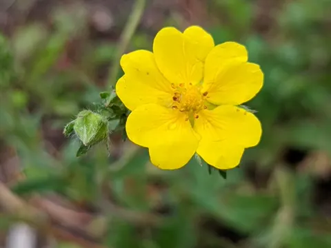 Potentilla gracilis (Potentilla gracilis)