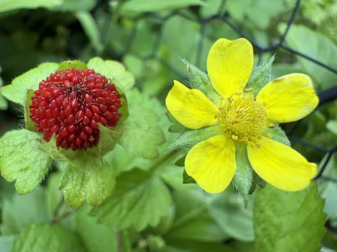 Indische Scheinerdbeere (Potentilla indica)