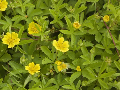 Kriechendes Fingerkraut