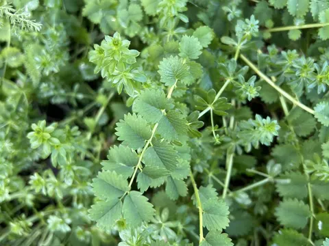 Kleiner Wiesenknopf (Poterium sanguisorba)