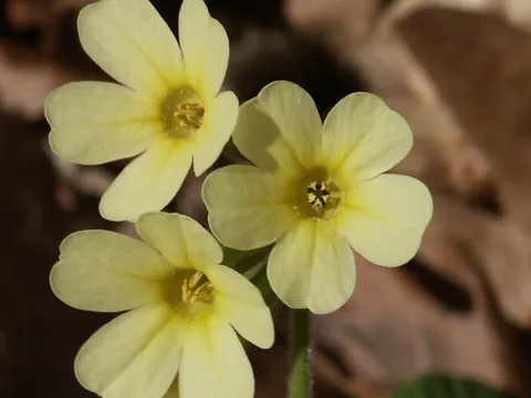 Hohe Schlüsselblume