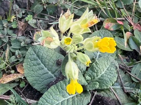Echte Schlüsselblume