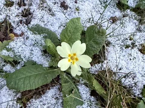 Stängellose Schlüsselblume