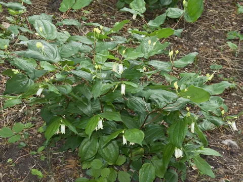 Loeflingia (Prosartes smithii)