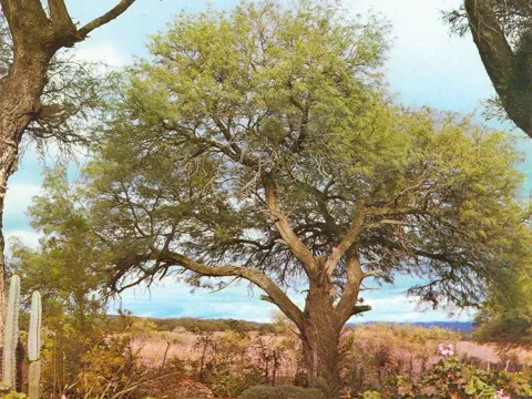 Weißer Algarrobo (Prosopis alba)