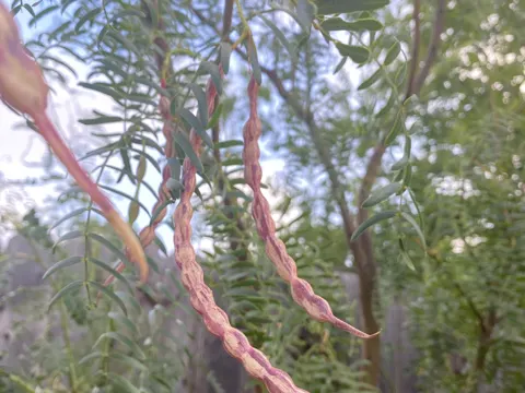Mesquite (Prosopis glandulosa)