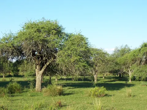 Schwarzer Algarrobo (Prosopis nigra)