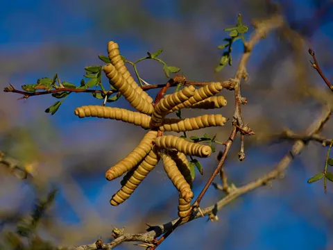 Schraubenbohne (Prosopis pubescens)