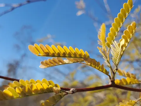 Samtmesquite (Prosopis velutina)