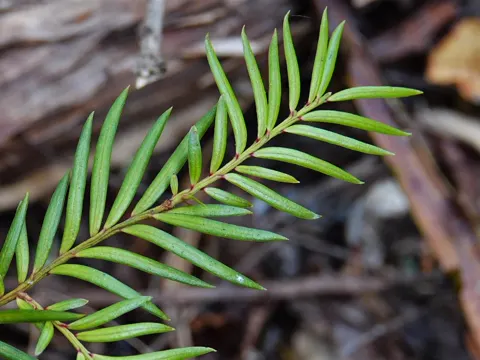 Prumnopitys ferruginea (Prumnopitys ferruginea)