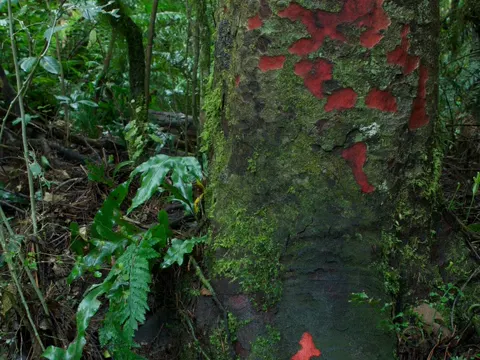 Prumnopitys taxifolia (Prumnopitys taxifolia)