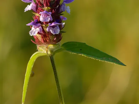 Selfheal