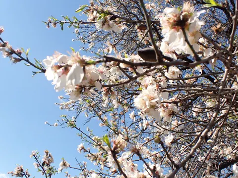 Almond