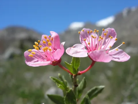 Wüstenpfirsich (Prunus andersonii)