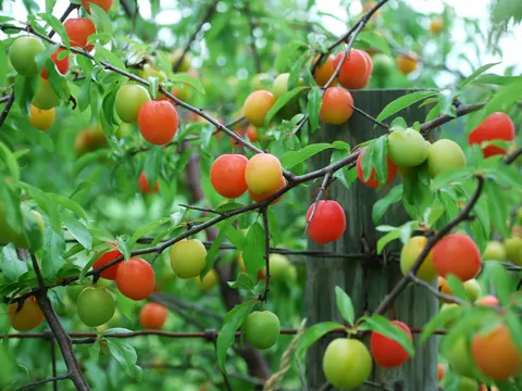 Chicasapflaume (Prunus angustifolia)