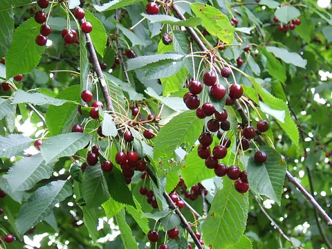 Sweet Cherry (Prunus avium)