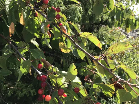 Sauerkirsche (Prunus cerasus)