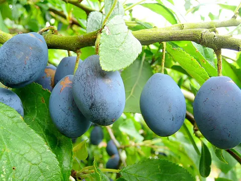Damson