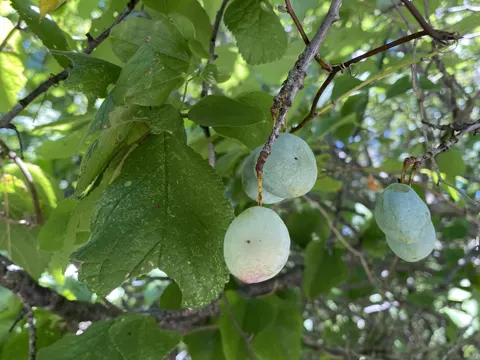 Mexikanische Pflaume (Prunus mexicana)
