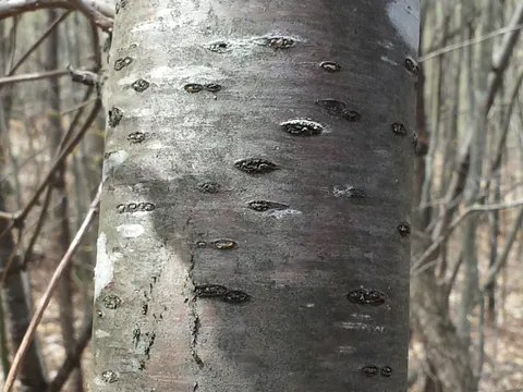 Pennsylvanische Traubeneiche