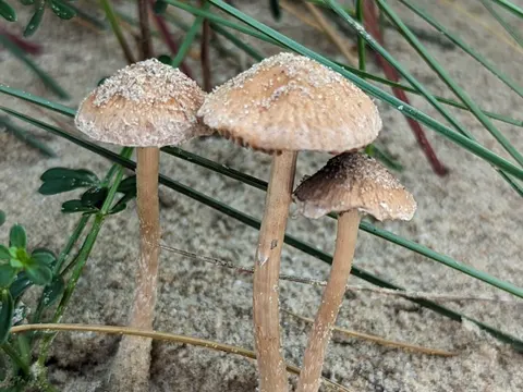 Sand-Zärtling (Psathyrella ammophila)