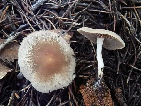 Candolles Mürbling (Psathyrella candolleana)