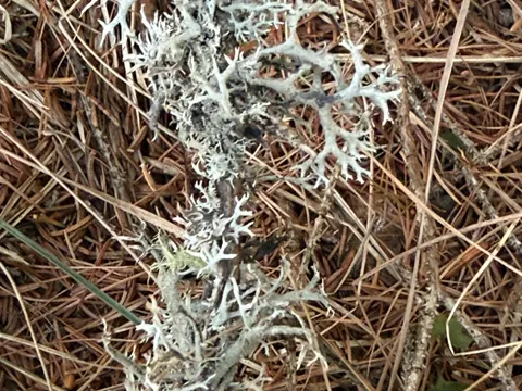 Tree Lichen