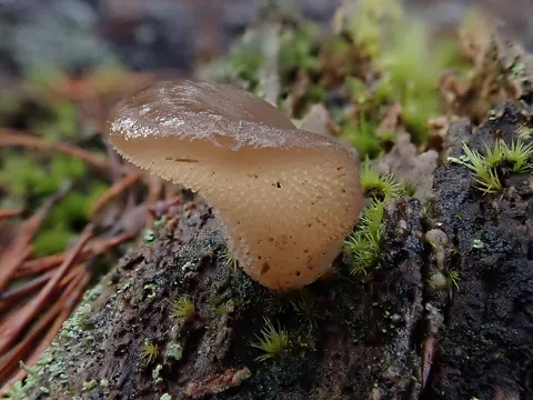Jelly Spike